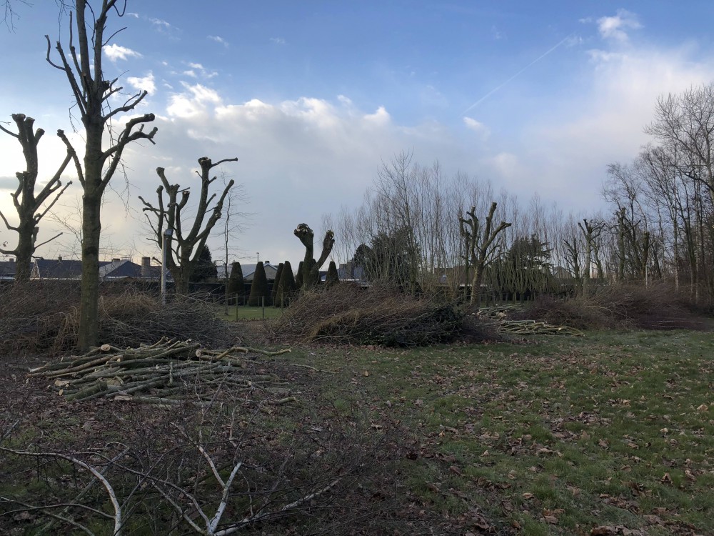 Snoeien en vellen van bomen
