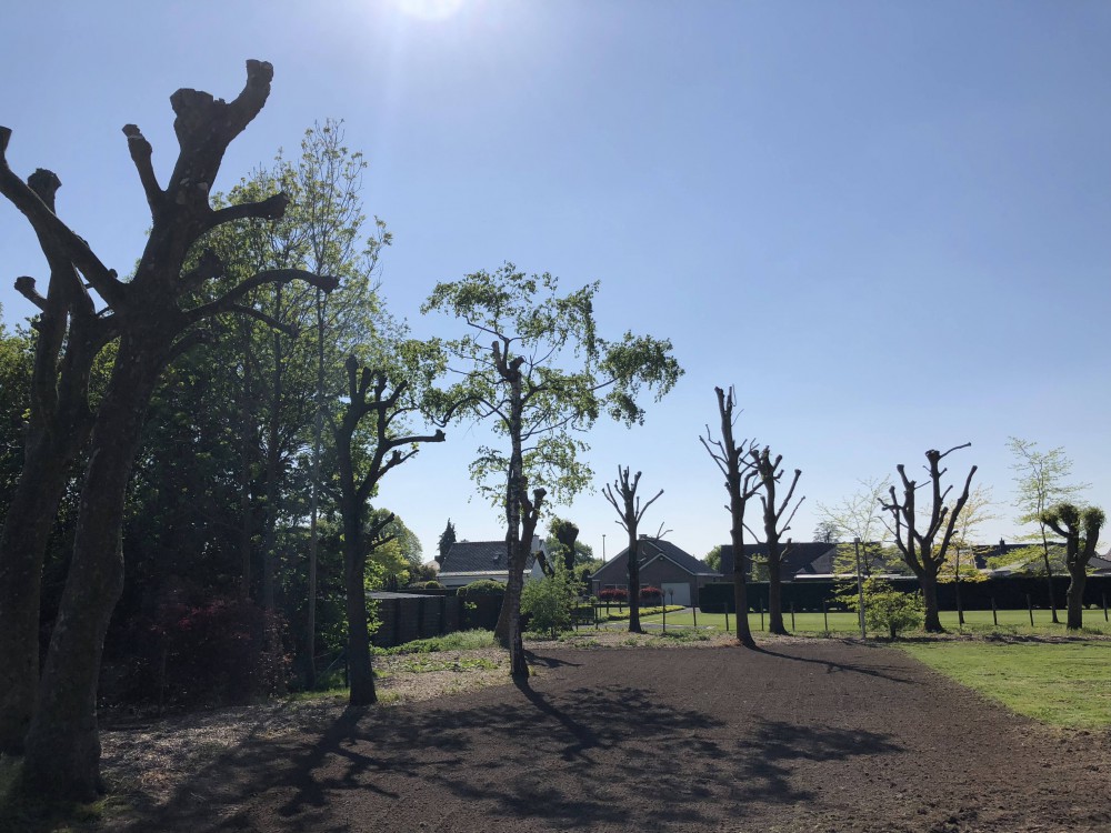 Snoeien en vellen van bomen