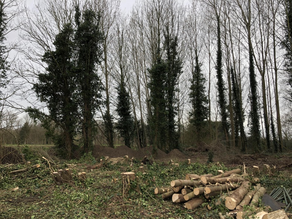 Snoeien en vellen van bomen
