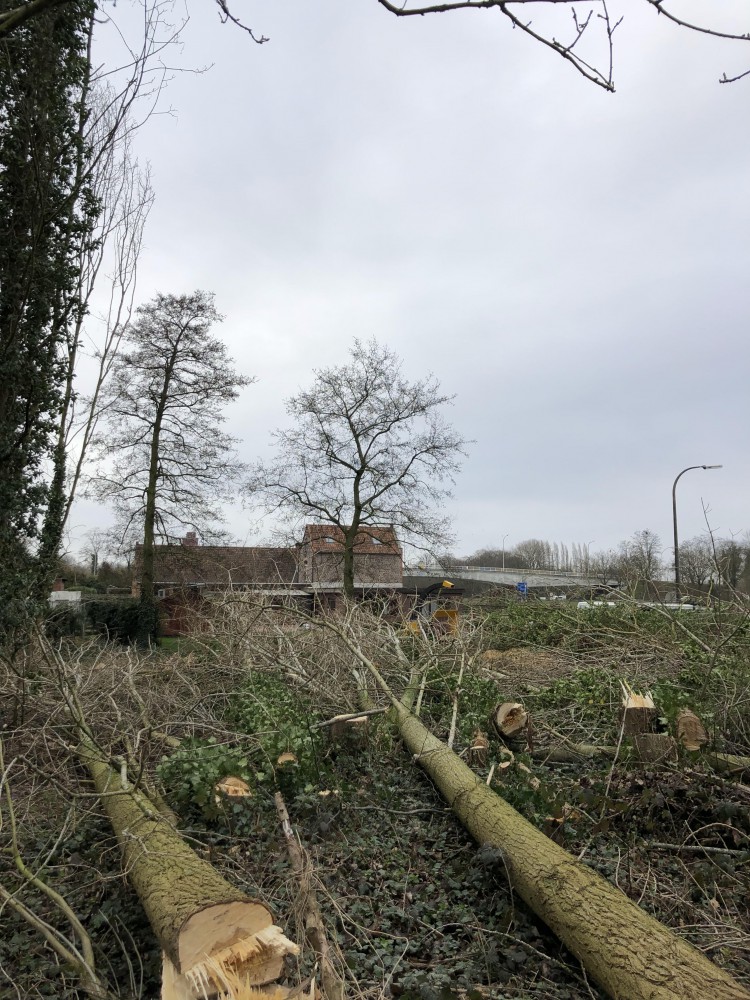 Snoeien en vellen van bomen