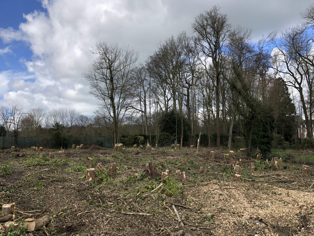 Snoeien en vellen van bomen