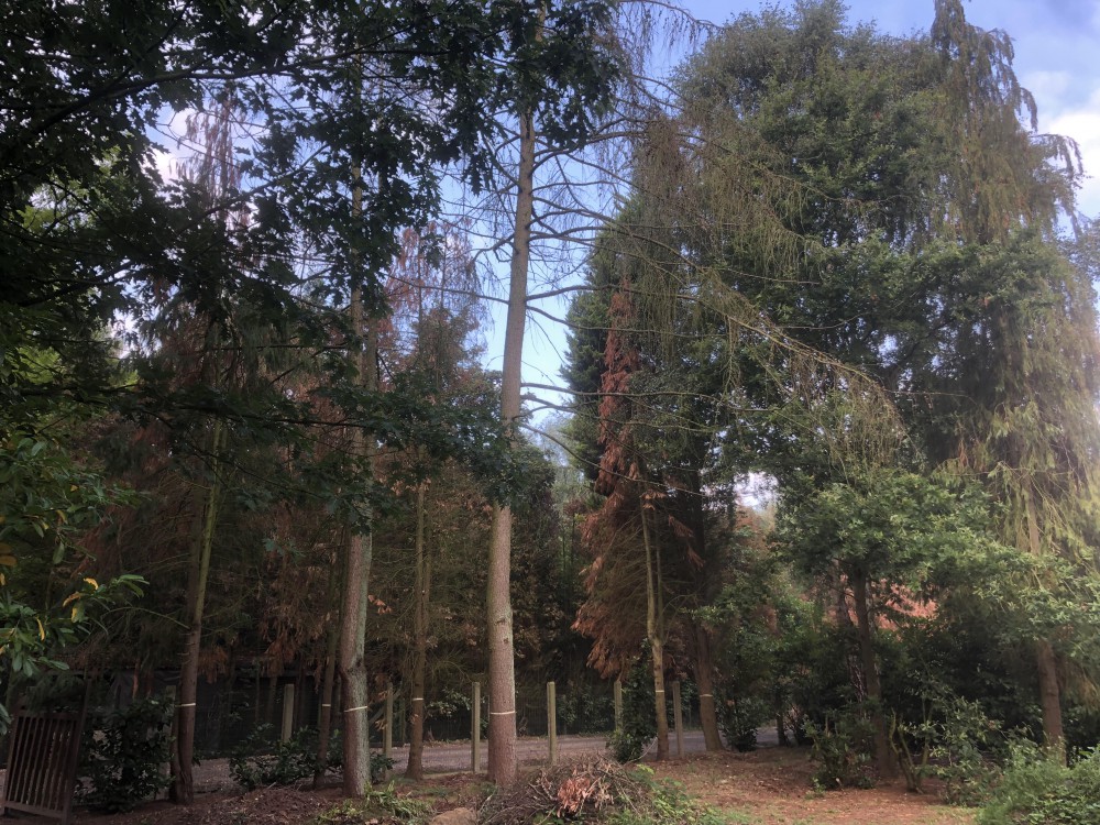 Snoeien en vellen van bomen