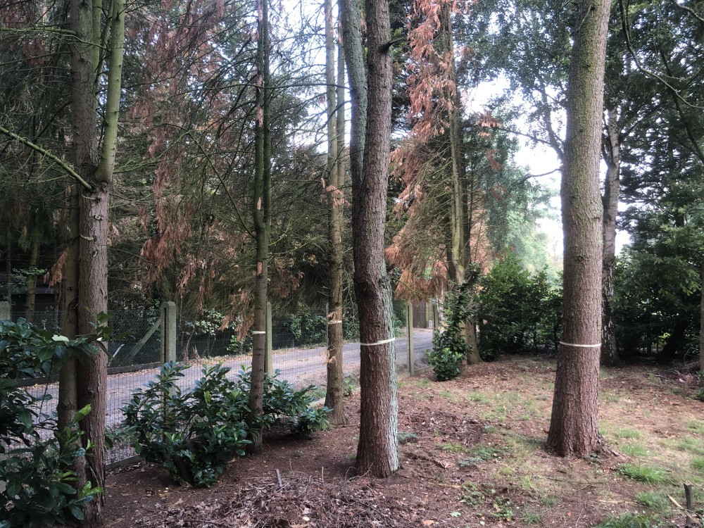 Snoeien en vellen van bomen