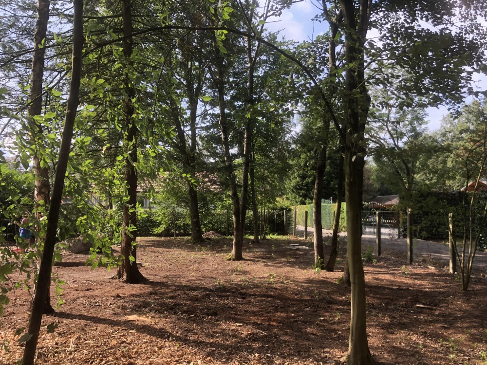 Snoeien en vellen van bomen