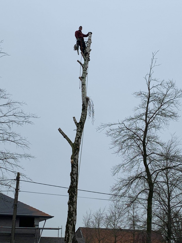 Snoeien en vellen van bomen