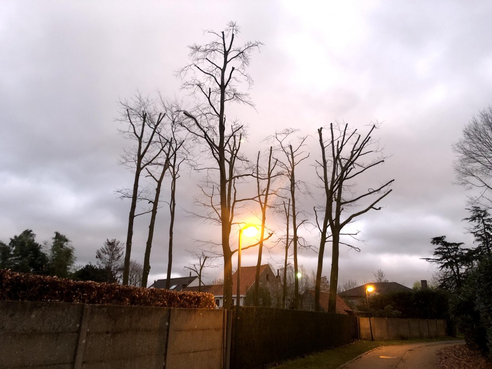 Snoeien en vellen van bomen