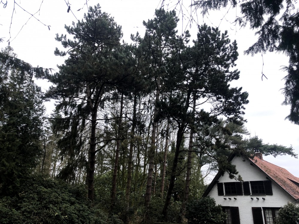 Snoeien en vellen van bomen