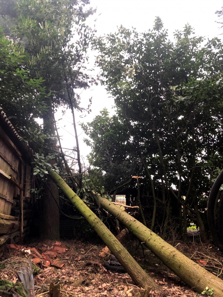 Snoeien en vellen van bomen