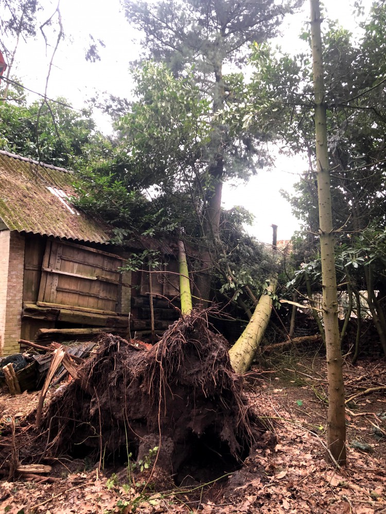 Snoeien en vellen van bomen