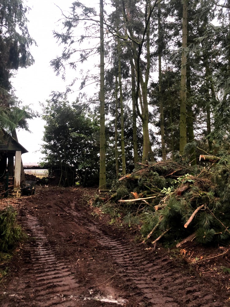 Snoeien en vellen van bomen