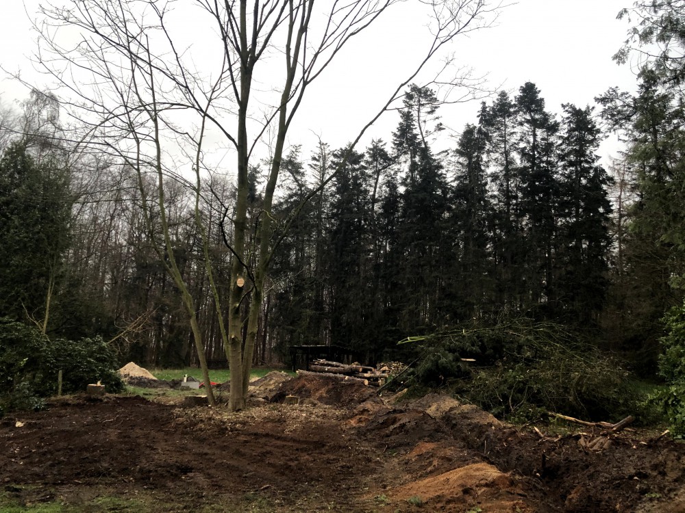 Snoeien en vellen van bomen