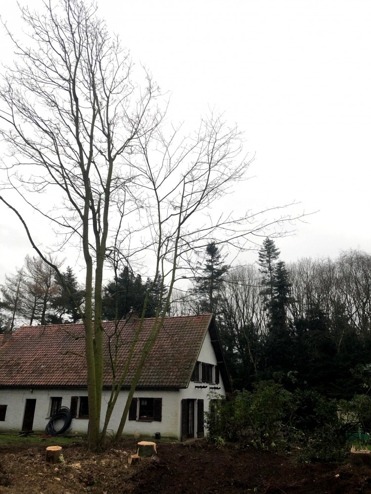 Snoeien en vellen van bomen