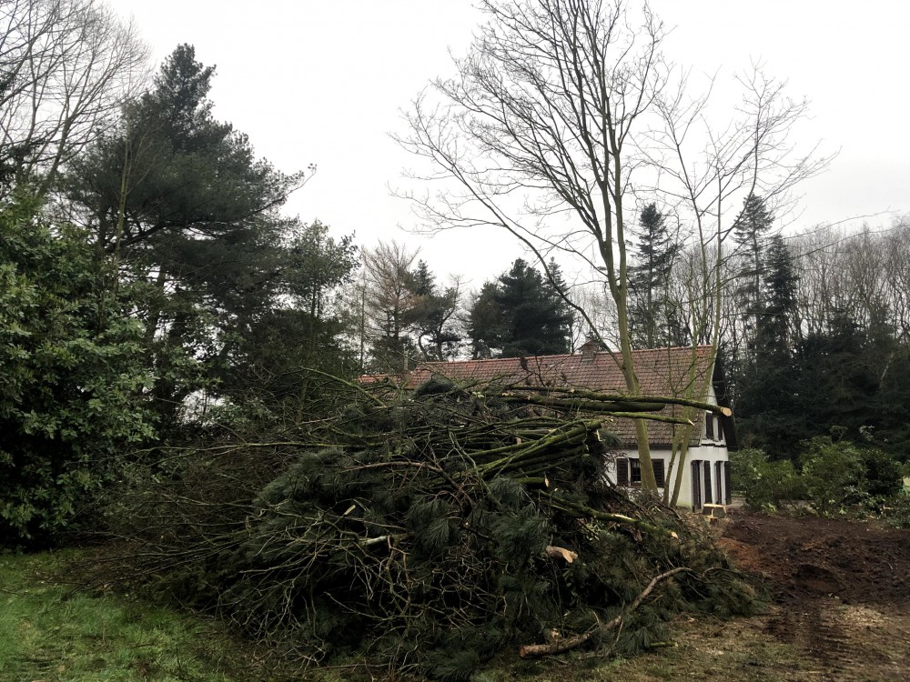 Snoeien en vellen van bomen