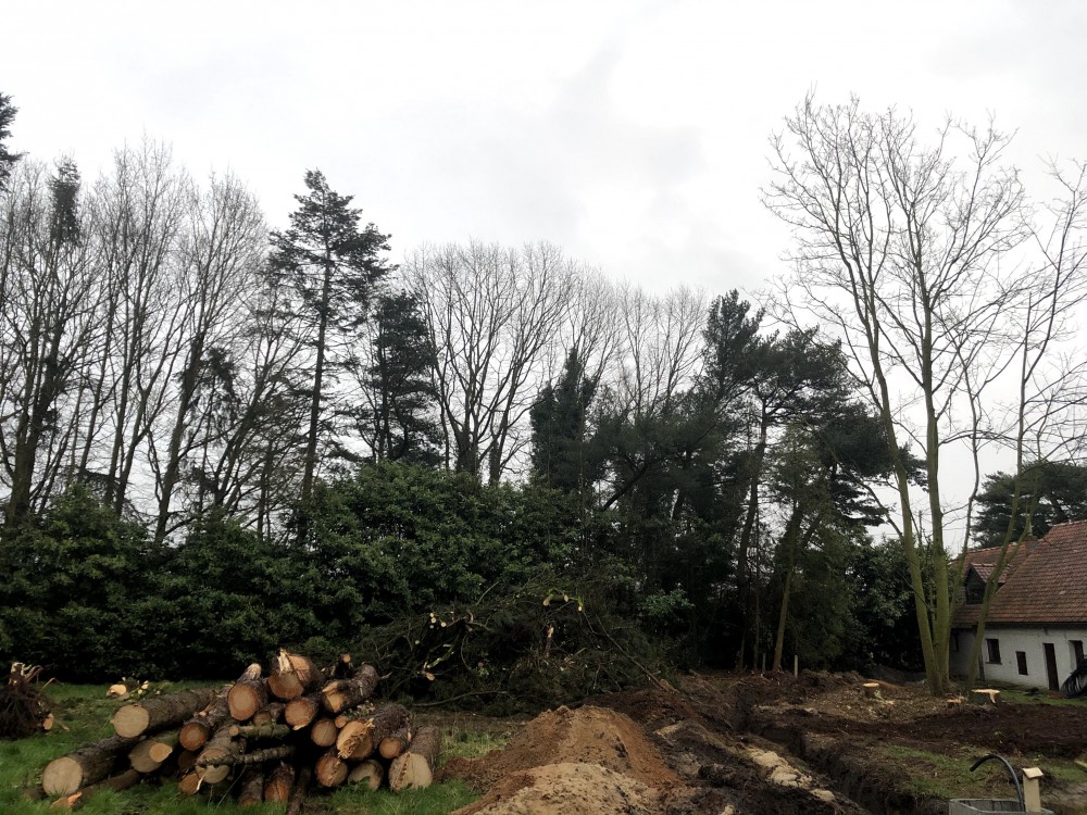 Snoeien en vellen van bomen