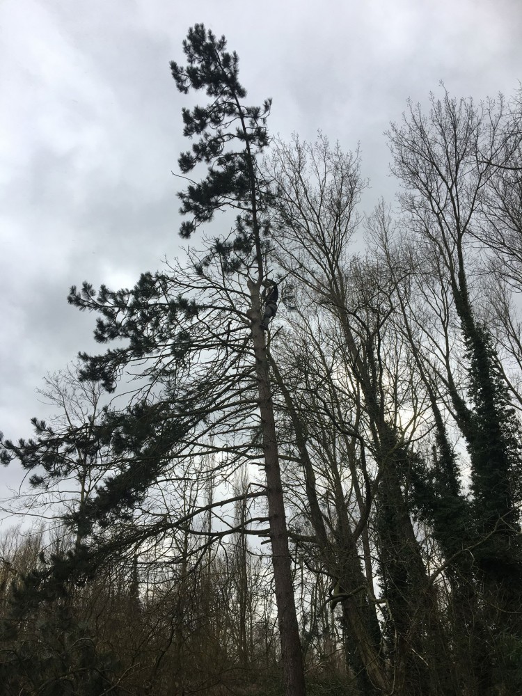 Snoeien en vellen van bomen