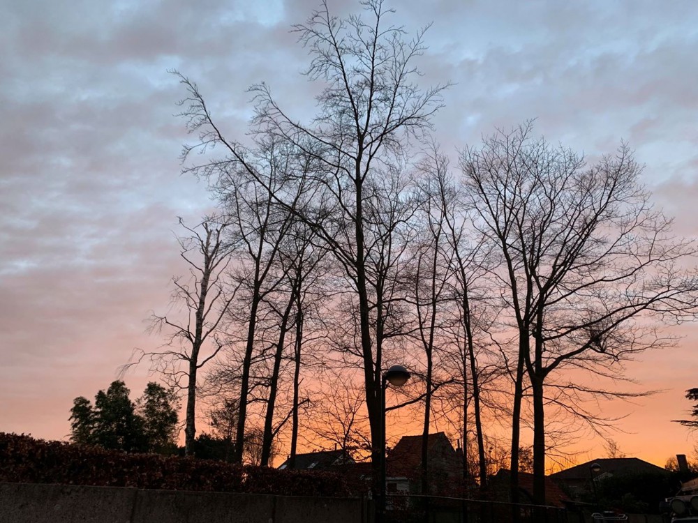 Snoeien en vellen van bomen