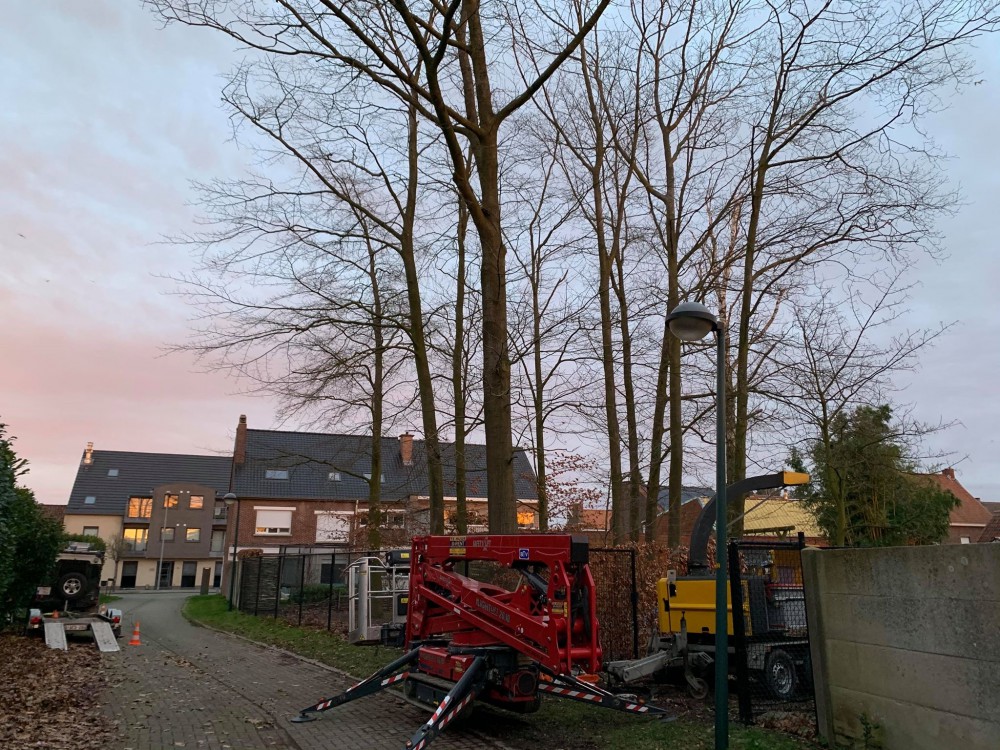 Snoeien en vellen van bomen
