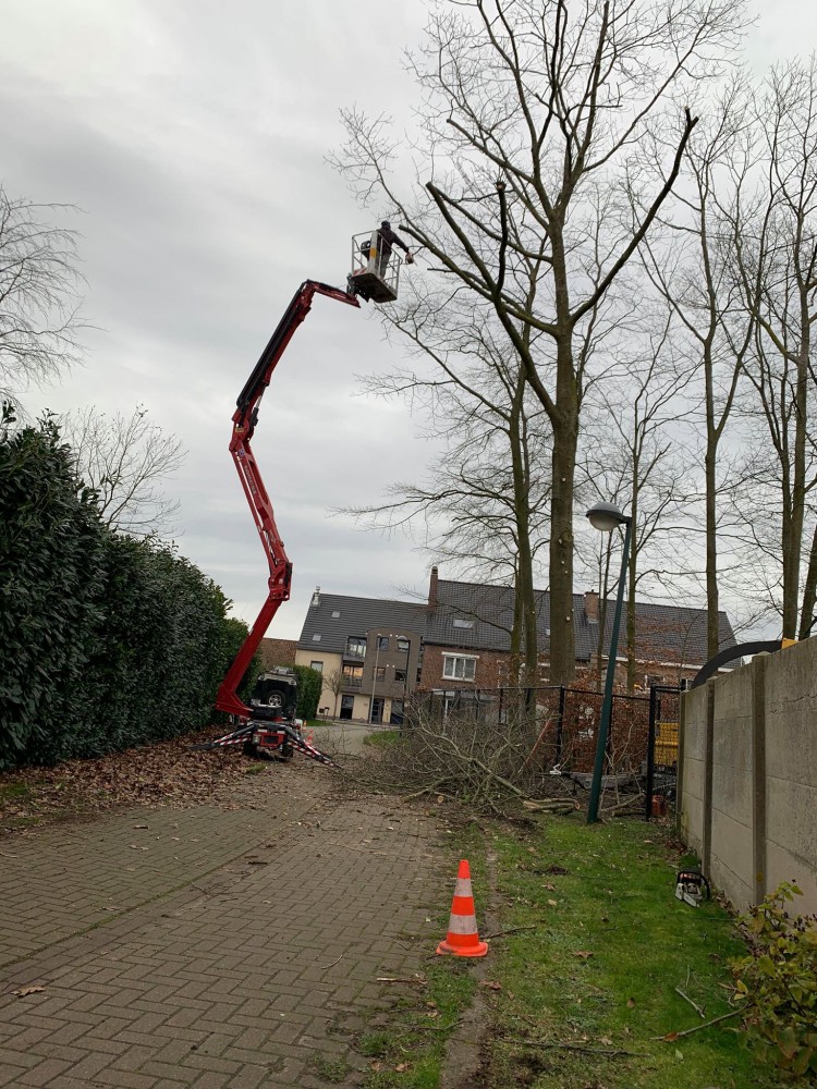 Snoeien en vellen van bomen