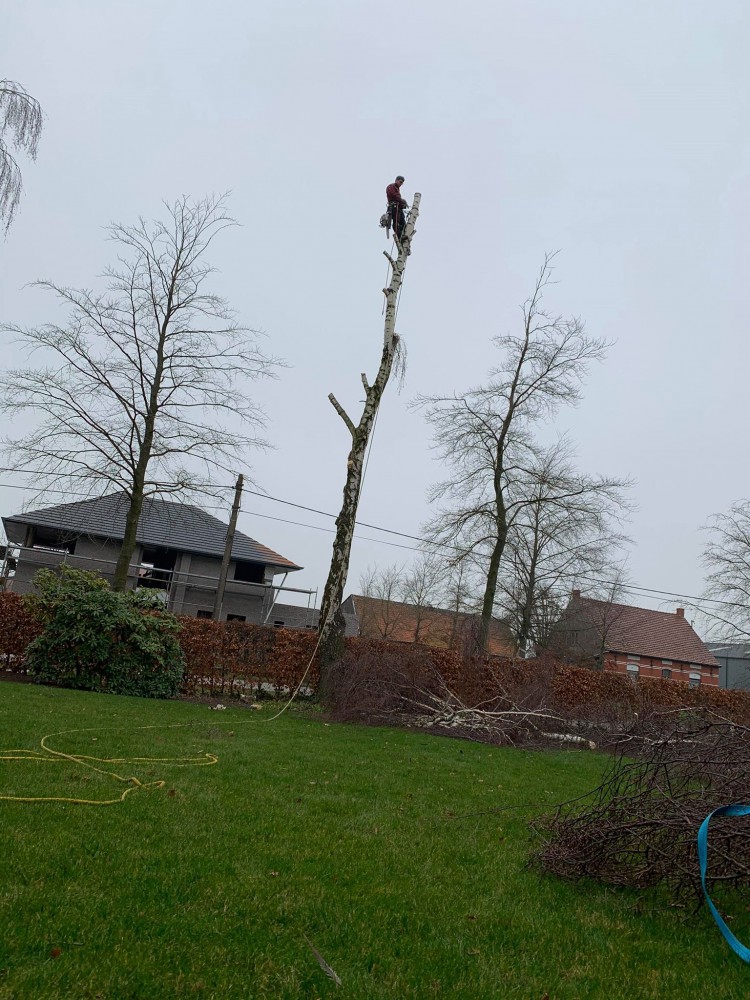 Snoeien en vellen van bomen