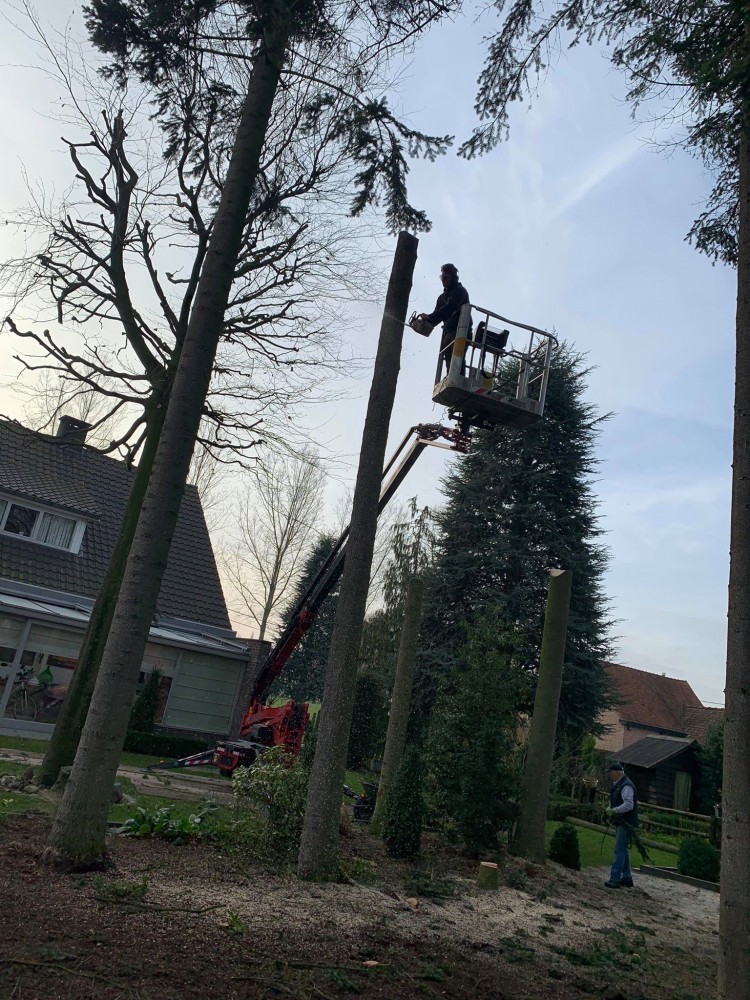 Snoeien en vellen van bomen