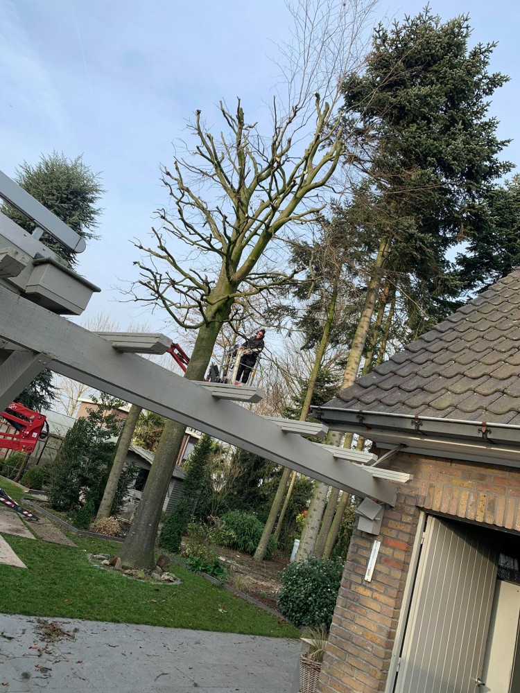 Snoeien en vellen van bomen