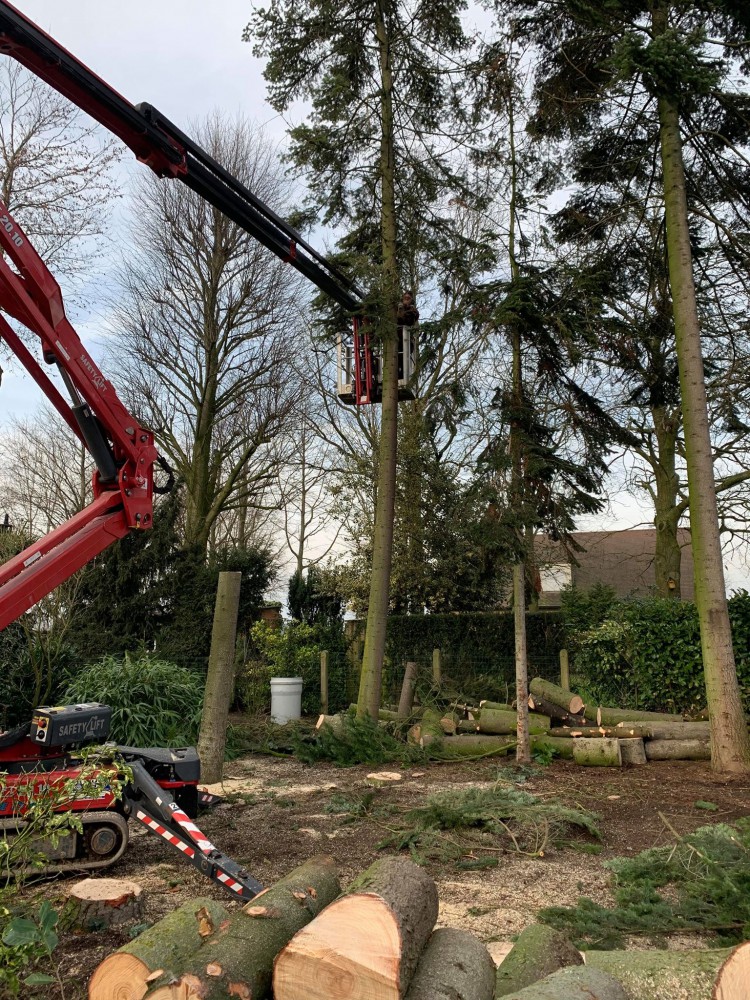 Snoeien en vellen van bomen